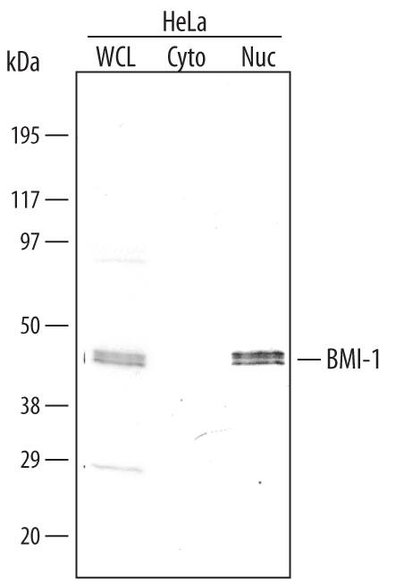 Western blot shows lysates of HeLa human cervical epithelial carcinoma cell line. Gels were loaded with 30 µg of whole cell lysate (WCL), 20 µg of cytoplasmic (Cyto), and 10 µg of nuclear extracts (Nuc). PVDF membrane was probed with 0.1 µg/mL Mouse Anti-Human BMI-1 Monoclonal Antibody (Catalog # MAB33341) followed by HRP-conjugated Anti-Mouse IgG Secondary Antibody (Catalog # HAF007). A specific band for BMI-1 was detected at approximately 45 kDa (as indicated). This experiment was conducted under reducing conditions and using Immunoblot Buffer Group 4.