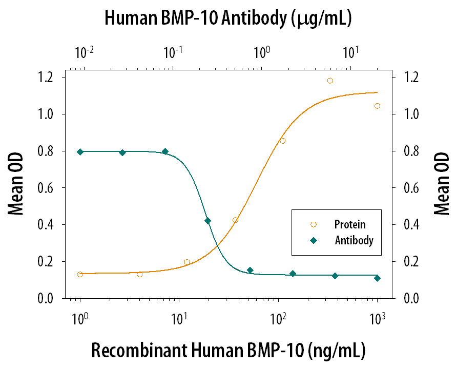 Recombinant Human BMP-10 (Catalog # 2926-BP) induces alkaline phosphatase production in the MC3T3-E1 mouse preosteoblast cell line in a dose-dependent manner (orange line). Alkaline phosphatase production elicited by Recombinant Human BMP-10 (100 ng/mL) is neutralized (green line) by increasing concentrations of Human BMP-10 Monoclonal Antibody (Catalog # MAB2926). The ND50 is typically 0.15-0.9 µg/mL.