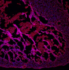 BMP-10 was detected in immersion fixed frozen sections of mouse embryonic heart (E13.5) using Rat Anti-Mouse BMP-10 Monoclonal Antibody (Catalog # MAB6038) at 10 µg/mL overnight at 4 °C. Tissue was stained using the NorthernLights™ 557-conjugated Anti-Rat IgG Secondary Antibody (red; Catalog # NL013) and counterstained with DAPI (blue). Specific staining was localized to developing myocardium. View our protocol for Fluorescent IHC Staining of Frozen Tissue Sections.