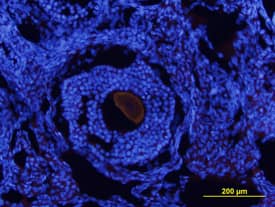 BMP-15/GDF-9B was detected in perfusion fixed frozen sections of adult mouse ovary using Mouse BMP-15/GDF-9B Monoclonal Antibody (Catalog # MAB5917) at 10 µg/mL overnight at 4 °C. Tissue was stained using the NorthernLights™ 557-conjugated Anti-Rat IgG Secondary Antibody (red; Catalog # NL013) and counterstained with DAPI (blue). Specific staining was localized to an oocyte within the ovary. View our protocol for Fluorescent IHC Staining of Frozen Tissue Sections.