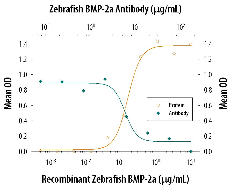 Recombinant Zebrafish BMP-2a (Catalog # 111-BM) induces alkaline phosphatase production in the ATDC5 mouse chondrogenic cell line in a dose-dependent manner (orange line). Alkaline phosphatase production elicited by Recombinant Zebrafish BMP-2a (1 µg/mL) is neutralized (green line) by increasing concentrations of Mouse Anti-Zebrafish BMP-2 Monoclonal Antibody (Catalog # MAB111). The ND50 is typically 5-25 µg/mL in the presence of heparin (2 µg/mL).