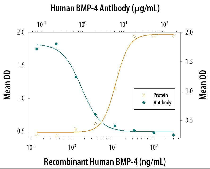 Neutralization BMP-4 Antibody [Unconjugated]