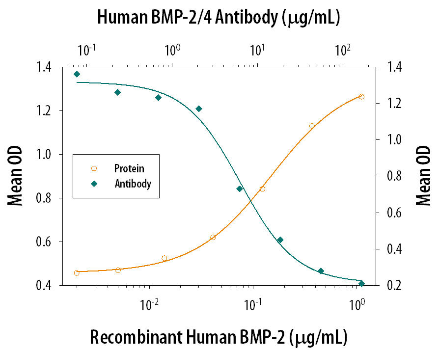 Recombinant Human BMP-2 (Catalog # 355-BM) induces alkaline phosphatase production in the the ATDC5 mouse chondrogenic cell line in a dose-dependent manner (orange line). Alkaline Phosphatase Production elicited by Recombinant Human BMP-2 (1 µg/mL) is neutralized (green line) by increasing concentrations of Mouse Anti-Human BMP-2/BMP-4 Monoclonal Antibody (Catalog # MAB3552). The ND50 is typically 5-15 µg/mL in the presence of heparin (2 µg/mL).