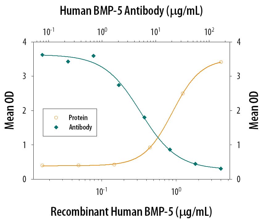 Recombinant Human BMP-5 (Catalog # 615-BMC) induces alkaline phosphatase production in the the MC3T3-E1 mouse preosteoblast cell line in a dose-dependent manner (orange line). Alkaline phosphatase production elicited by Recombinant Human BMP-5 (1 µg/mL) is neutralized (green line) by increasing concentrations of Goat Anti-Human BMP-5 Antigen Affinity-purified Polyclonal Antibody (Catalog # AF615). The ND50 is typically 6-24 µg/mL in the presence of L-ascorbic acid (50 µg/mL).