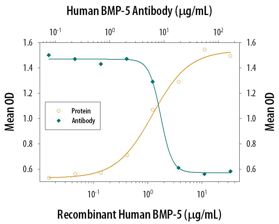 Recombinant Human BMP-5 (Catalog # 615-BMC) induces alkaline phosphatase production in the ATDC5 mouse chondrogenic cell line in a dose-dependent manner (orange line). Alkaline phosphatase production elicited by Recombinant Human BMP-5 (1.5 µg/mL) is neutralized (green line) by increasing concen-trations of Mouse Anti-Human BMP-5 Monoclonal Antibody (Catalog # MAB7151). The ND50 is typically 2-10 µg/mL.