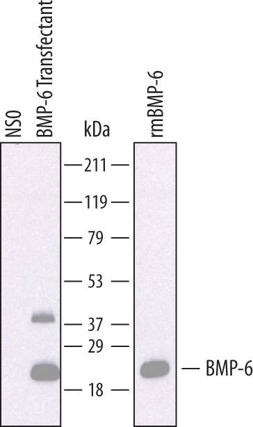 Western blot shows lysates of NS0 mouse myeloma cell line either mock transfected or transfected with mouse BMP-6. PVDF membrane was probed with 1 µg/mL of Sheep Anti-Mouse BMP-6 Antigen Affinity-purified Polyclonal Antibody (Catalog # AF6325) followed by HRP-conjugated Anti-Sheep IgG Secondary Antibody (Catalog # HAF016). For additional reference, Recombinant Mouse BMP-6 (Catalog # 6325-BM) (10ng/lane) was included. A specific band was detected for BMP-6 at approximately 20kDa (as indicated). This experiment was conducted under reducing conditions and using Immunoblot Buffer Group 1.