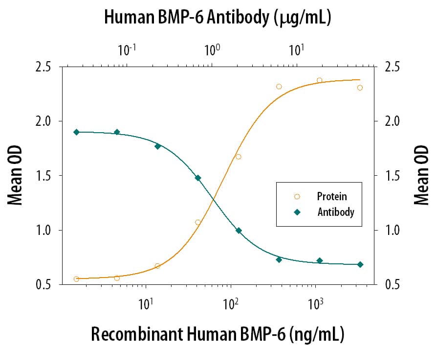 Recombinant Human BMP-6 (Catalog # 507-BP) induces alkaline phosphatase production in the ATDC5 mouse chondrogenic cell line in a dose-dependent manner (orange line). Alkaline phosphatase production elicited by Recombinant Human BMP-6 (300 ng/mL) is neutralized (green line) by increasing concentrations of Mouse Anti-Human BMP-6 Monoclonal Antibody (Catalog # MAB507). The ND50 is typically 0.5-2.0 µg/mL.