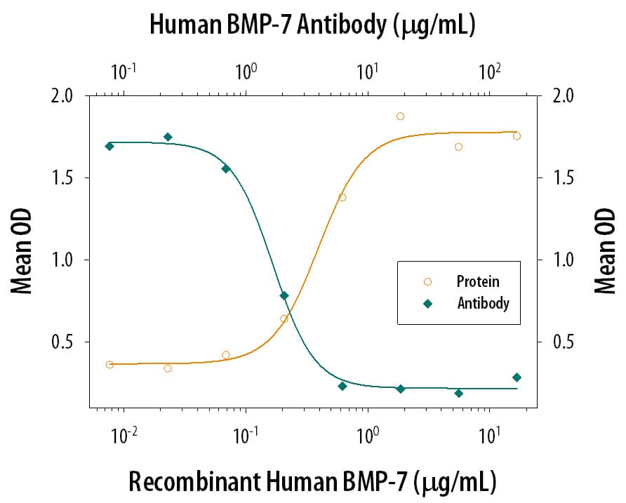 Recombinant Human BMP-7 (Catalog # 354-BP) induces alkaline phosphatase production in the the ATDC5 mouse chondrogenic cell line in a dose-dependent manner (orange line). Alkaline phosphatase production elicited by Recombinant Human BMP-7 (1 µg/mL) is neutralized (green line) by increasing concentrations of Mouse Anti-Human BMP-7 Monoclonal Antibody (Catalog # MAB3541). The ND50 is typically 1.5-6.0 µg/mL in the presence of L-ascorbic acid (50 µg/mL).