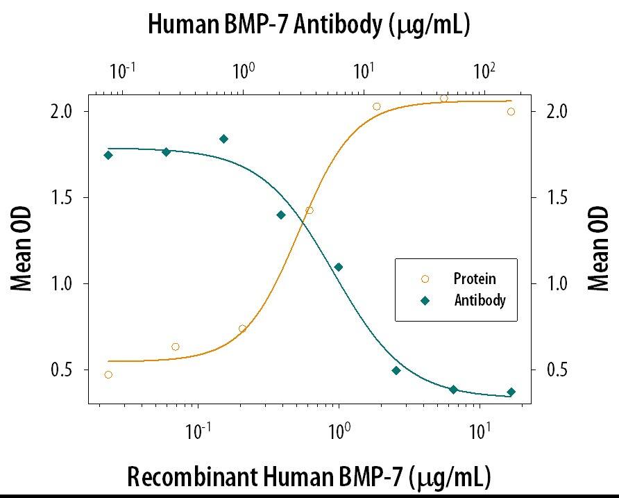 Recombinant Human BMP‑7 (Catalog # 354-BP) induces alkaline phosphatase production in the the ATDC5 mouse chondrogenic cell line in a dose-dependent manner (orange line). Alkaline phosphatase production elicited by Recombinant Human BMP‑7 (1 µg/mL) is neutralized (green line) by increasing concentrations of Human BMP‑7 Monoclonal Antibody (Catalog # MAB3542). The ND50 is typically 4-12 µg/mL in the presence of L-ascorbic acid (50 µg/mL).