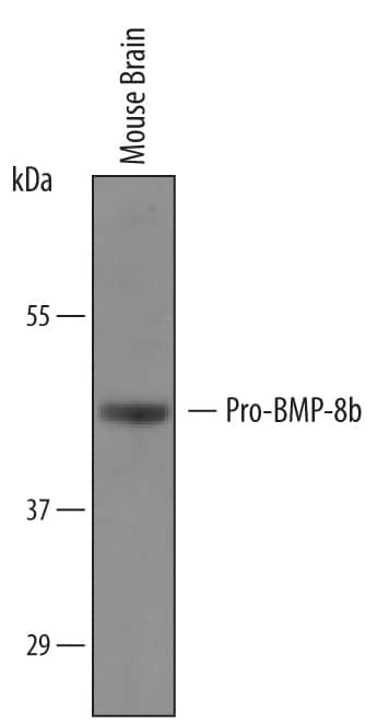 Western Blot BMP-8b Antibody [Unconjugated]