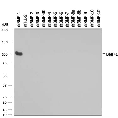 Western Blot BMP-1/PCP Antibody [Unconjugated]