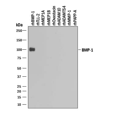 Western Blot BMP-1/PCP Antibody [Unconjugated]