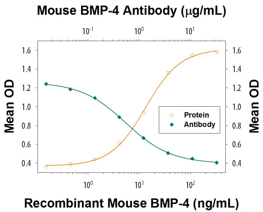 Recombinant Mouse BMP-4 (Catalog # 5020-BP) induces alkaline phosphatase production in the ATDC5 mouse chondrogenic cell line in a dose-dependent manner (orange line). Alkaline Phosphatase Production elicited by Recombinant Mouse BMP-4 (20 ng/mL) is neutralized (green line) by increasing concentrations of Rat Anti-Mouse BMP-4 Monoclonal Antibody (Catalog # MAB50201). The ND50 is typically 0.4-2.4 µg/mL.