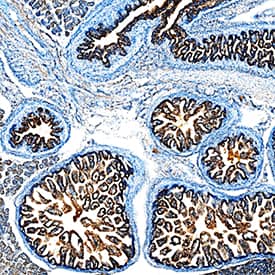 BMP-4 was detected in immersion fixed frozen sections of mouse embryo (15 d.p.c.) using Rabbit Anti-Mouse BMP-4 Monoclonal Antibody (Catalog # MAB5020) at 2 µg/mL overnight at 4 °C. Tissue was stained using the Anti-Rabbit HRP-DAB Cell & Tissue Staining Kit (brown; Catalog # CTS005) and counterstained with hematoxylin (blue). Specific staining was localized to cytoplasm in gastrointestinal tract cells. View our protocol for Chromogenic IHC Staining of Frozen Tissue Sections.