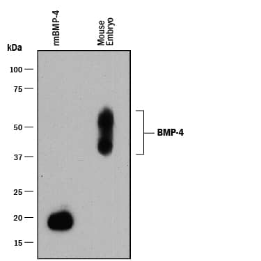 Western blot shows Recombinant Mouse BMP-4 (Catalog # 5020-BP) and lysates of mouse embryo tissue. PVDF membrane was probed with 0.25 µg/mL of Rabbit Anti-Mouse BMP-4 Monoclonal Antibody (Catalog # MAB5020) followed by HRP-conjugated Anti-Rabbit IgG Secondary Antibody (Catalog # HAF008). Specific bands were detected for BMP-4 at approximately 40-55 kDa (as indicated). This experiment was conducted under reducing conditions and using Immunoblot Buffer Group 1.