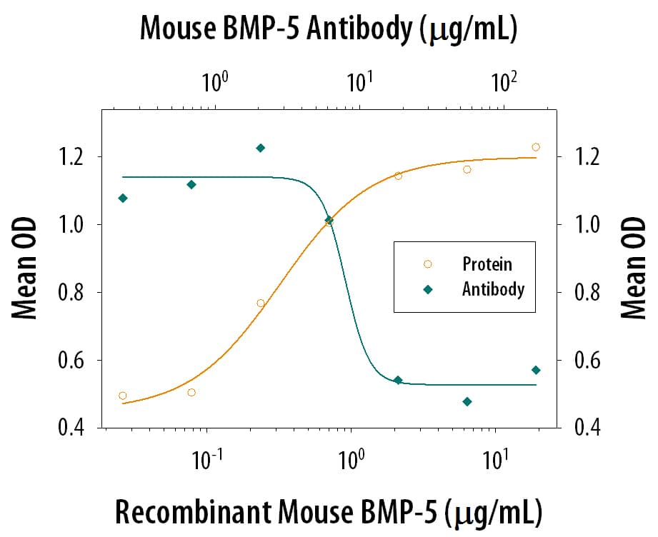Recombinant Mouse BMP-5 (6176-BM) induces alkaline phosphatase production in the ATDC5 mouse chondrogenic cell line in a dose-dependent manner (orange line). Alkaline Phosphatase Production elicited by Recombinant Mouse BMP-5 (2 µg/mL) is neutralized (green line) by increasing concentrations of Rat Anti-Mouse BMP-5 Mono-clonal Antibody (Catalog # MAB6176). The ND50 is typically 5-25 µg/mL.