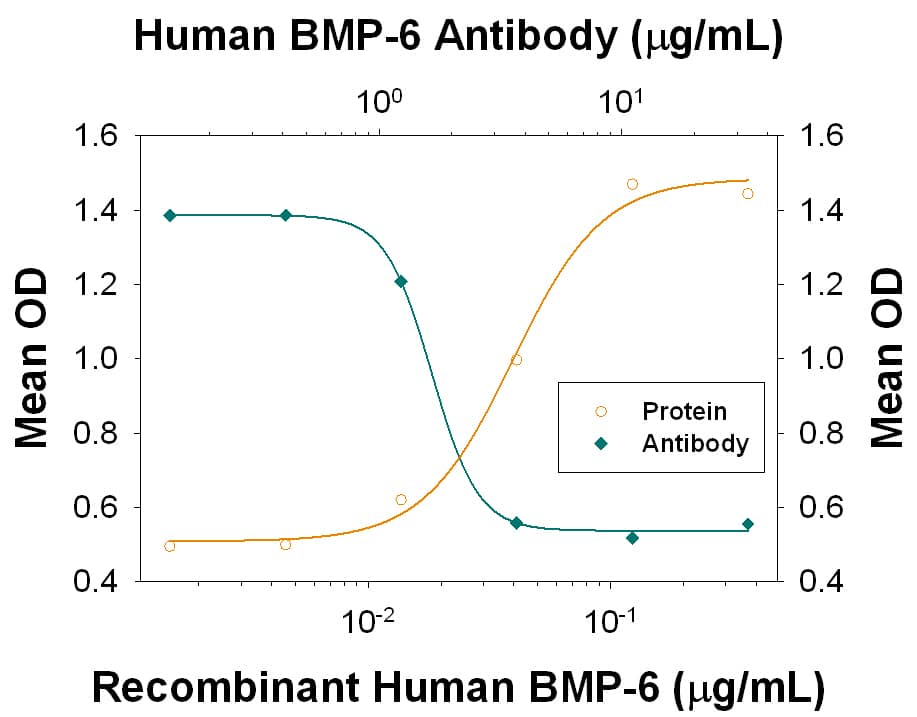 Recombinant Human BMP-6 (Catalog # 507-BP) induces alkaline phosphatase production in the ATDC5 mouse chondrogenic cell line in a dose-dependent manner (orange line). Alkaline phosphatase production elicited by Recombinant Human BMP-6 (0.15 µg/mL) is neutralized (green line) by increasing concentrations of Goat Anti-Human BMP-6 Antigen Affinity-purified Polyclonal Antibody (Catalog # AF507). The ND50 is typically 0.75-3.75 µg/ml in the presence of L-ascorbic acide (50 µg/mL).