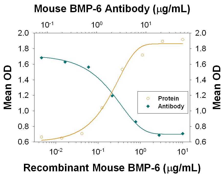 Recombinant Mouse BMP-6 (Catalog # 6325-BM) induces alkaline phosphatase production in the ATDC5 mouse chondrogenic cell line in a dose-dependent manner (orange line). Alkaline Phosphatase Production elicited by Recombinant Mouse BMP-6 (0.5 µg/mL) is neutralized (green line) by increasing concentrations of Rat Anti-Mouse BMP-6 Monoclonal Antibody (Catalog # MAB6325). The ND50 is typically 1.5-7.5 µg/mL.