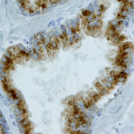 Immunohistochemistry BMX Antibody