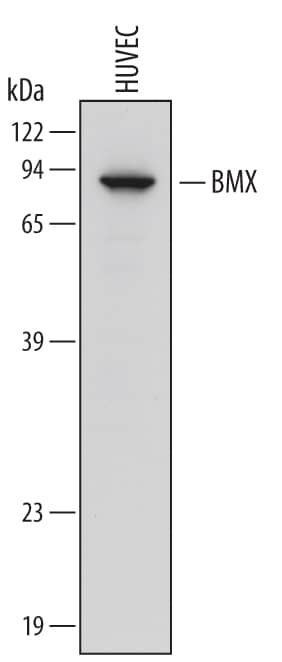 Western Blot BMX Antibody