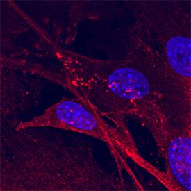 Immunocytochemistry BNIP3L Antibody
