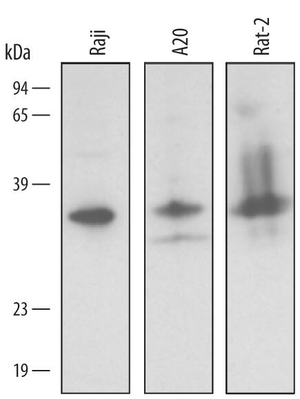 Western Blot BNIP3L Antibody