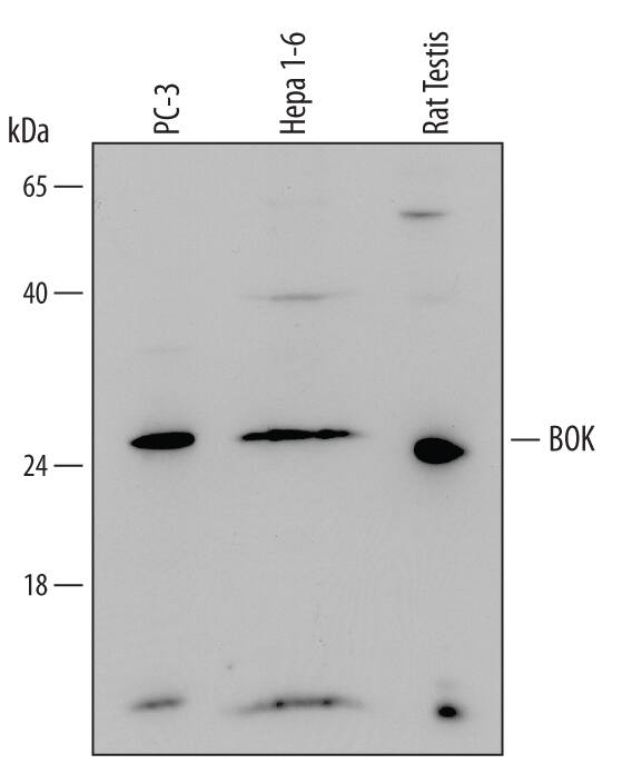Western Blot BOK Antibody