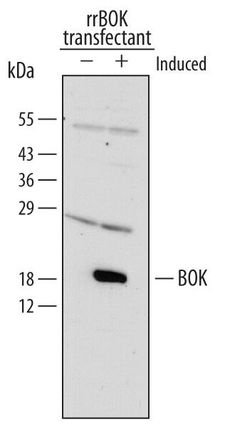 Western Blot BOK Antibody [Unconjugated]