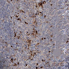 Immunohistochemistry BPI Antibody (971526) [Unconjugated]