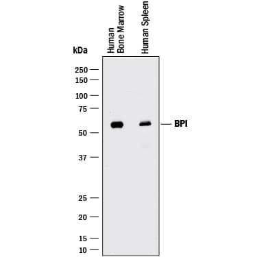 Western Blot BPI Antibody (971526) [Unconjugated]