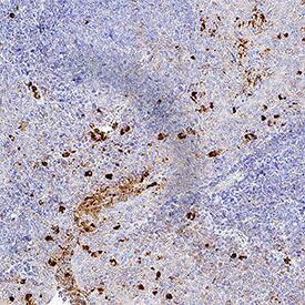 Immunohistochemistry BPI Antibody (971513) [Unconjugated]