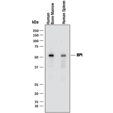 Western Blot BPI Antibody (971513) [Unconjugated]