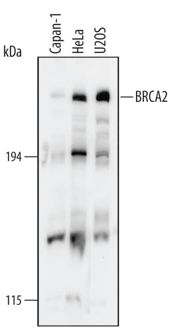 Western Blot BRCA2 Antibody (234403) [Unconjugated]