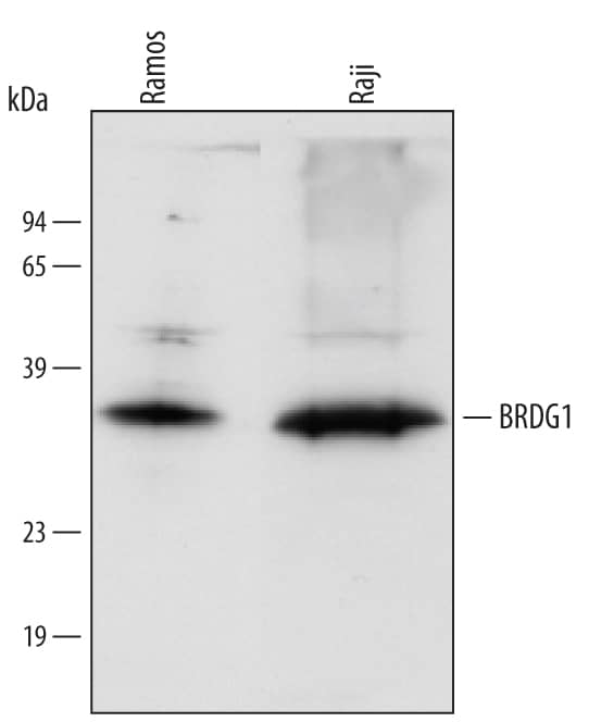 Western blot shows lysates of Ramos human Burkitt's lymphoma cell line and Raji human Burkitt's lymphoma cell line. PVDF membrane was probed with 1 µg/mL of Human BRDG1 Antigen Affinity-purified Polyclonal Antibody (Catalog # AF5717) followed by HRP-conjugated Anti-Goat IgG Secondary Antibody (Catalog # HAF109). A specific band was detected for BRDG1 at approximately 36 kDa (as indicated). This experiment was conducted under reducing conditions and using Immunoblot Buffer Group 2.