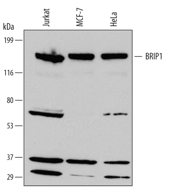 Western blot shows lysates of Jurkat human acute T cell leukemia cell line, MCF-7 human breast cancer cell line, and HeLa human cervical epithelial carcinoma cell line. PVDF Membrane was probed with 1 µg/mL of Human BRIP1/FANCJ Monoclonal Antibody (Catalog # MAB6496) followed by HRP-conjugated Anti-Mouse IgG Secondary Antibody (Catalog # HAF007). A specific band was detected for BRIP1/FANCJ at approximately 140 kDa (as indicated). This experiment was conducted under reducing conditions and using Immunoblot Buffer Group 1.