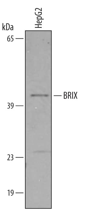 Western blot shows lysates of HepG2 human hepatocellular carcinoma cell line. PVDF membrane was probed with 1 µg/mL of Goat Anti-Human BRIX Antigen Affinity-purified Polyclonal Antibody (Catalog # AF4024) followed by HRP-conjugated Anti-Goat IgG Secondary Antibody (Catalog # HAF019). A specific band was detected for BRIX at approximately 41 kDa (as indicated). This experiment was conducted under reducing conditions and using Immunoblot Buffer Group 8.