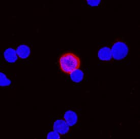 BST-2/Tetherin was detected in immersion fixed mouse splenocytes using Rat Anti-Mouse BST-2/Tetherin Monoclonal Antibody (Catalog # MAB8660) at 10 µg/mL for 3 hours at room temperature. Cells were stained using the NorthernLights™ 557-conjugated Anti-Mouse IgG Secondary Antibody (red; Catalog # NL007) and counterstained with DAPI (blue). Specific staining was localized to cell surfaces and cytoplasm. View our protocol for Fluorescent ICC Staining of Non-adherent Cells.