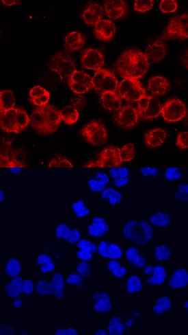 BTK was detected in immersion fixed Raji human Burkitt's lymphoma cell line using Mouse Anti-Human BTK Monoclonal Antibody (Catalog # MAB5807) at 10 µg/mL for 3 hours at room temperature. Cells were stained using the NorthernLights™ 557-conjugated Anti-Mouse IgG Secondary Antibody (red, upper panel; NL007) and counterstained with DAPI (blue, lower panel). Specific staining was localized to cytoplasm. View our protocol for Fluorescent ICC Staining of Non-adherent Cells.
