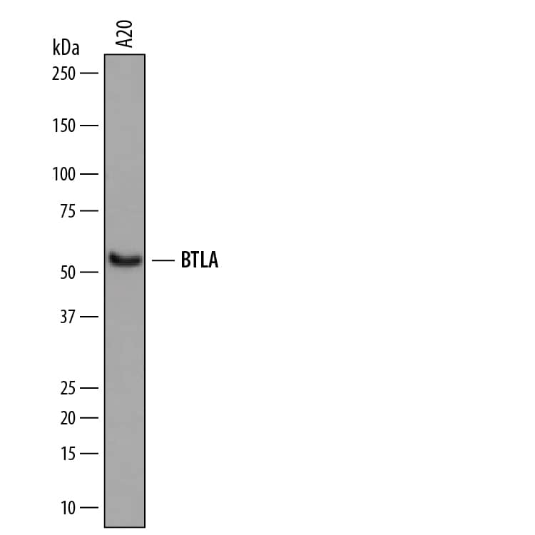 Western blot shows lysates of A20 mouse B cell lymphoma cell line. PVDF membrane was probed with 2 µg/mL of Rat Anti-Mouse BTLA Monoclonal Antibody (Catalog # MAB7600) followed by HRP-conjugated Anti-Rat IgG Secondary Antibody (Catalog # HAF005). A specific band was detected for BTLA at approximately 55 kDa (as indicated). This experiment was conducted under reducing conditions and using Immunoblot Buffer Group 5.