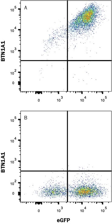 HEK293 human embryonic kidney cell line transfected with either (A) human BTN1A1 or (B) irrelevant transfectants and eGFP was stained with Rabbit Anti-Human BTN1A1 Monoclonal Antibody (Catalog # MAB84671) followed by APC-conjugated Goat-anti Rabbit IgG secondary antibody (Catalog # F0111). Quadrant markers were set based on control antibody staining (Catalog # MAB1050). View our protocol for Staining Membrane-associated Proteins.