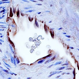 Immunohistochemistry BTN2A2/Butyrophilin 2 Antibody [Unconjugated]