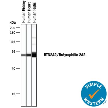 Simple Western BTN2A2/Butyrophilin 2 Antibody [Unconjugated]