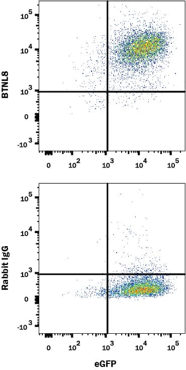 Flow Cytometry BTNL8 Antibody (2187B) [Unconjugated]