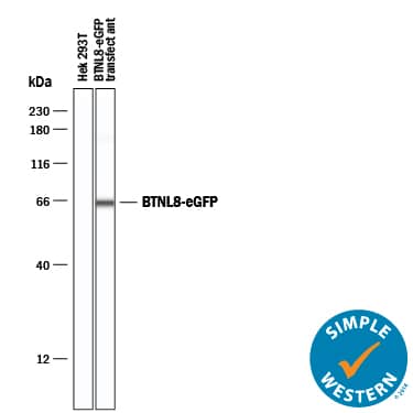 Simple Western BTNL8 Antibody (2187B) [Unconjugated]