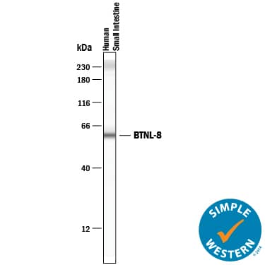Simple Western BTNL8 Antibody (2187B) [Unconjugated]