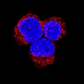 Bad was detected in immersion fixed Jurkat human acute T cell leukemia cell line using Rabbit Anti-Human/Mouse Bad Antigen Affinity-purified Polyclonal Antibody (Catalog # AF819) at 0.3 µg/mL for 3 hours at room temperature. Cells were stained using the NorthernLights™ 557-conjugated Anti-Rabbit IgG Secondary Antibody (red; Catalog # NL004) and counterstained with DAPI (blue). Specific staining was localized to cytoplasm. View our protocol for Fluorescent ICC Staining of Non-adherent Cells.