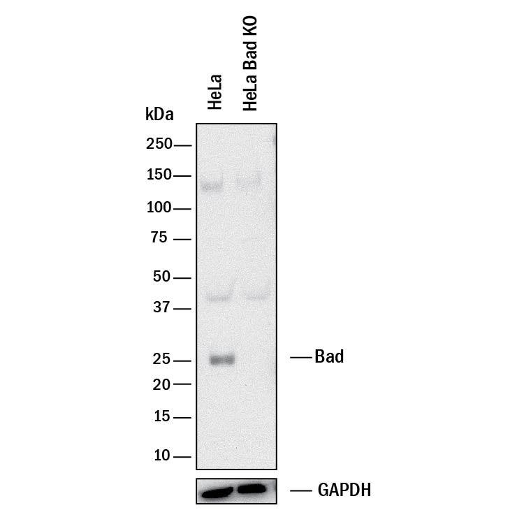 <b>Genetic Strategies Validation. </b>Western blot shows lysates of HeLa human cervical epithelial carcinoma parental cell line and Bad knockout HeLa cell line (KO). PVDF membrane was probed with 0.5 µg/mL of Mouse Anti-Human Bad Monoclonal Antibody (Catalog # MAB6405) followed by HRP-conjugated Anti-Mouse IgG Secondary Antibody (Catalog # HAF018). A specific band was detected for Bad at approximately 25 kDa (as indicated) in the parental HeLa cell line, but is not detectable in knockout HeLa cell line. GAPDH (Catalog # MAB5718) is shown as a loading control. This experiment was conducted under reducing conditions and using Immunoblot Buffer Group 1.