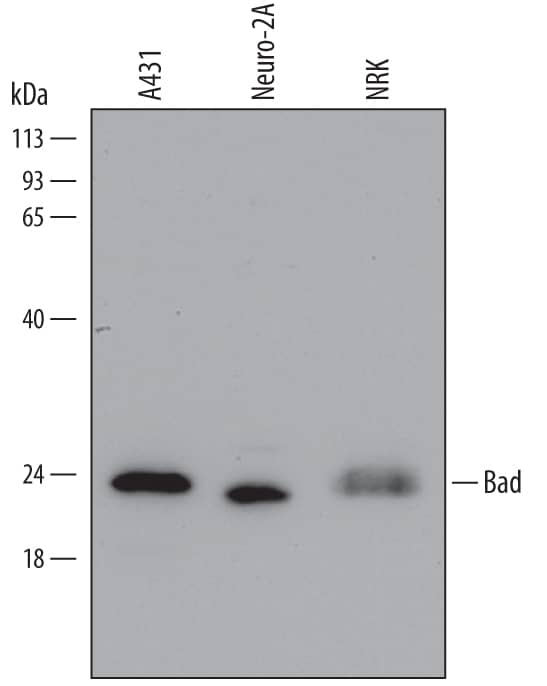 Western blot shows lysates of A431 human epithelial carcinoma cell line, Neuro-2A mouse neuroblastoma cell line, and NRK rat normal kidney cell line. PVDF Membrane was probed with 0.5 µg/mL of Mouse Anti-Human/Mouse/Rat Bad Monoclonal Antibody (Catalog # MAB6405) followed by HRP-conjugated Anti-Mouse IgG Secondary Antibody (Catalog # HAF007). A specific band was detected for Bad at approximately 23 kDa (as indicated). This experiment was conducted under reducing conditions and using Immunoblot Buffer Group 2.