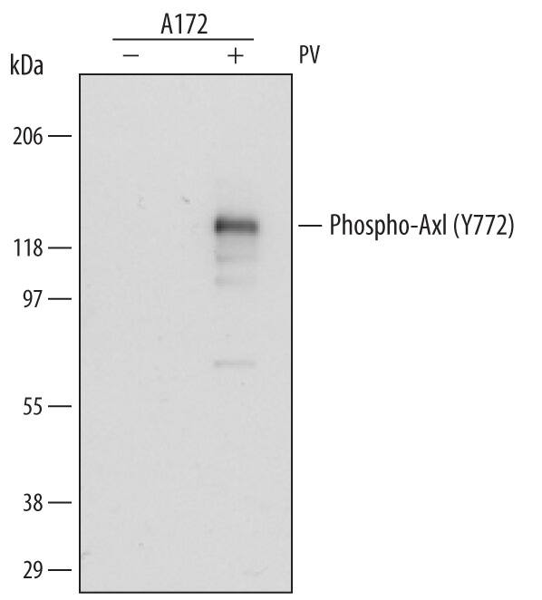 Western blot shows lysates of A172 human glioblastoma cell line untreated (-) or treated (+) with 1 mM Pervanadate (PV) for 30 minutes. PVDF membrane was probed with 0.2 µg/mL of Mouse Anti-Human Phospho-Axl (Y779) Monoclonal Antibody (Catalog # MAB6965) followed by HRP-conjugated Anti-Mouse IgG Secondary Antibody (Catalog # HAF007). A specific band was detected for Phospho-Axl (Y779) at approximately 140 kDa (as indicated). This experiment was conducted under reducing conditions and using Immunoblot Buffer Group 1.