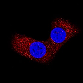 Bad was detected in immersion fixed NIH-3T3 mouse embryonic fibroblast cell line using Rat Anti-Mouse Bad N-Terminus Monoclonal Antibody (Catalog # MAB850) at 25 µg/mL for 3 hours at room temperature. Cells were stained using the NorthernLights™ 557-conjugated Anti-Rat IgG Secondary Antibody (red; Catalog # NL013) and counterstained with DAPI (blue). Specific staining was localized to nuclei. View our protocol for Fluorescent ICC Staining of Cells on Coverslips.